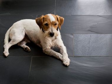Hund liegt auf spaltrauen Schieferfliesen Black Rustic