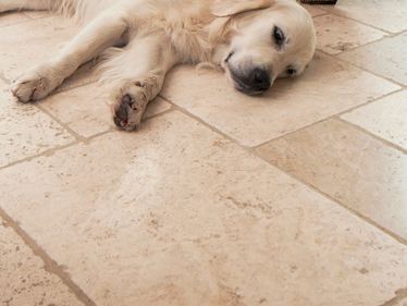 Hund liegt auf Travertinfliesen Light