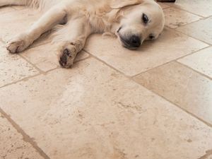 Hund liegt auf Travertinfliesen Light