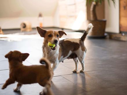 Zwei Hunde spielen auf dunklen Schieferfliesen Mustang
