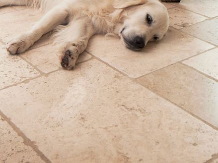 Hund liegt auf Travertinfliesen Light
