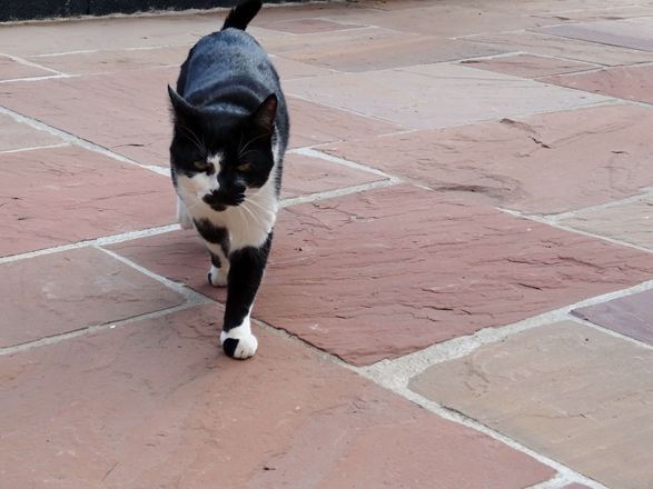 Schwarz-weiss gefleckte Katze läuft über Sandstein Modak in gedeckten Rot-Braun-Tönen