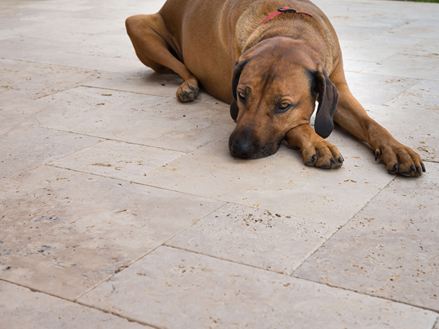 Hund liegt auf einer Travertinterrasse und entspannt